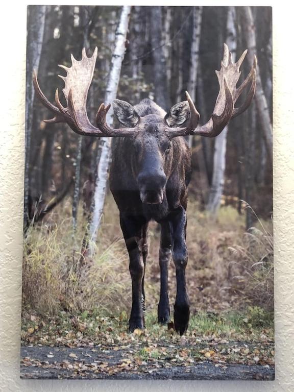 The Moose Crossing Leilighet Anchorage Eksteriør bilde